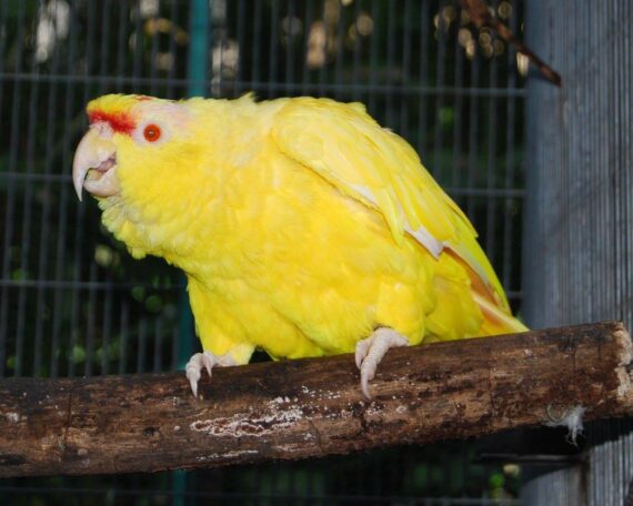 Festive Amazon Mutations – One Odd Bird
