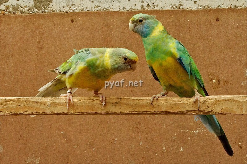 Fallow Australian Ringneck Parrot – One Odd Bird
