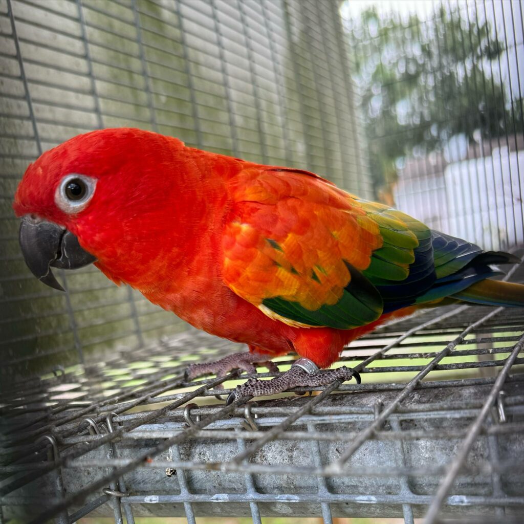 Red Factor Sun Conure – One Odd Bird