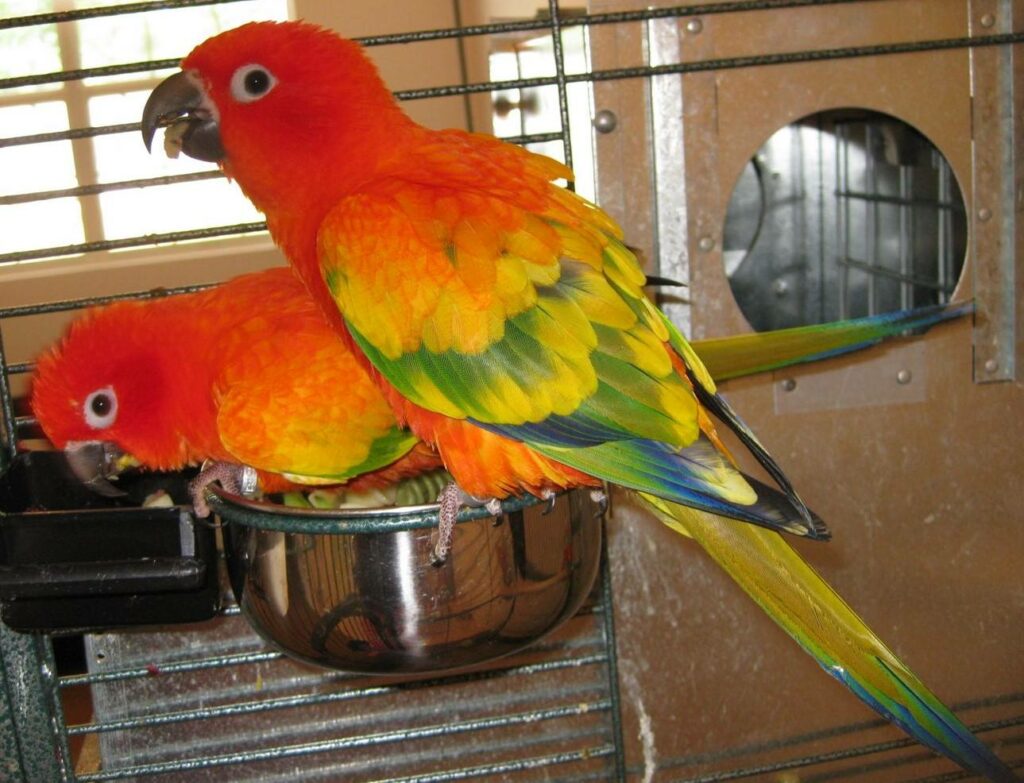 Red Factor Sun Conure – One Odd Bird