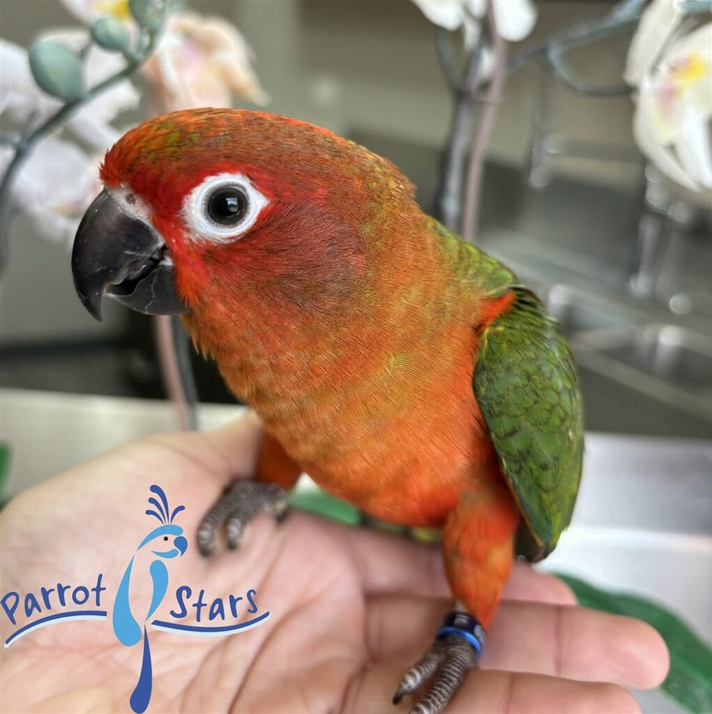 Red Factor Sun Conure – One Odd Bird