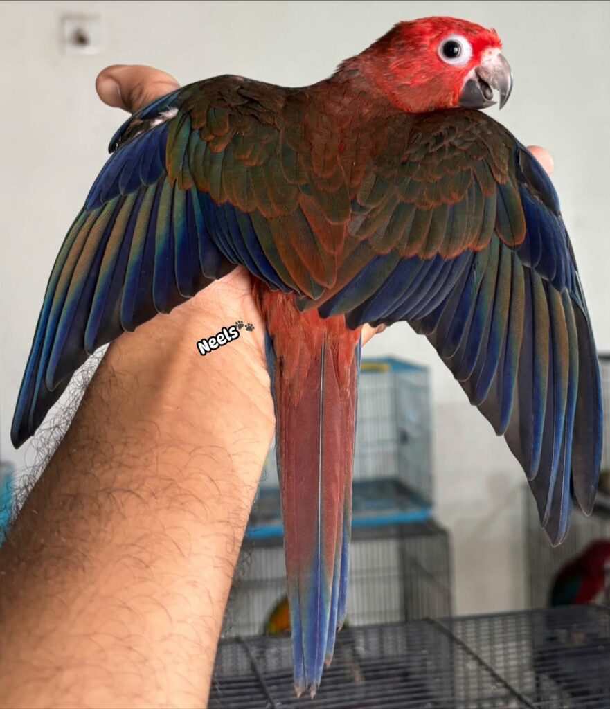 Red Factor Sun Conure – One Odd Bird